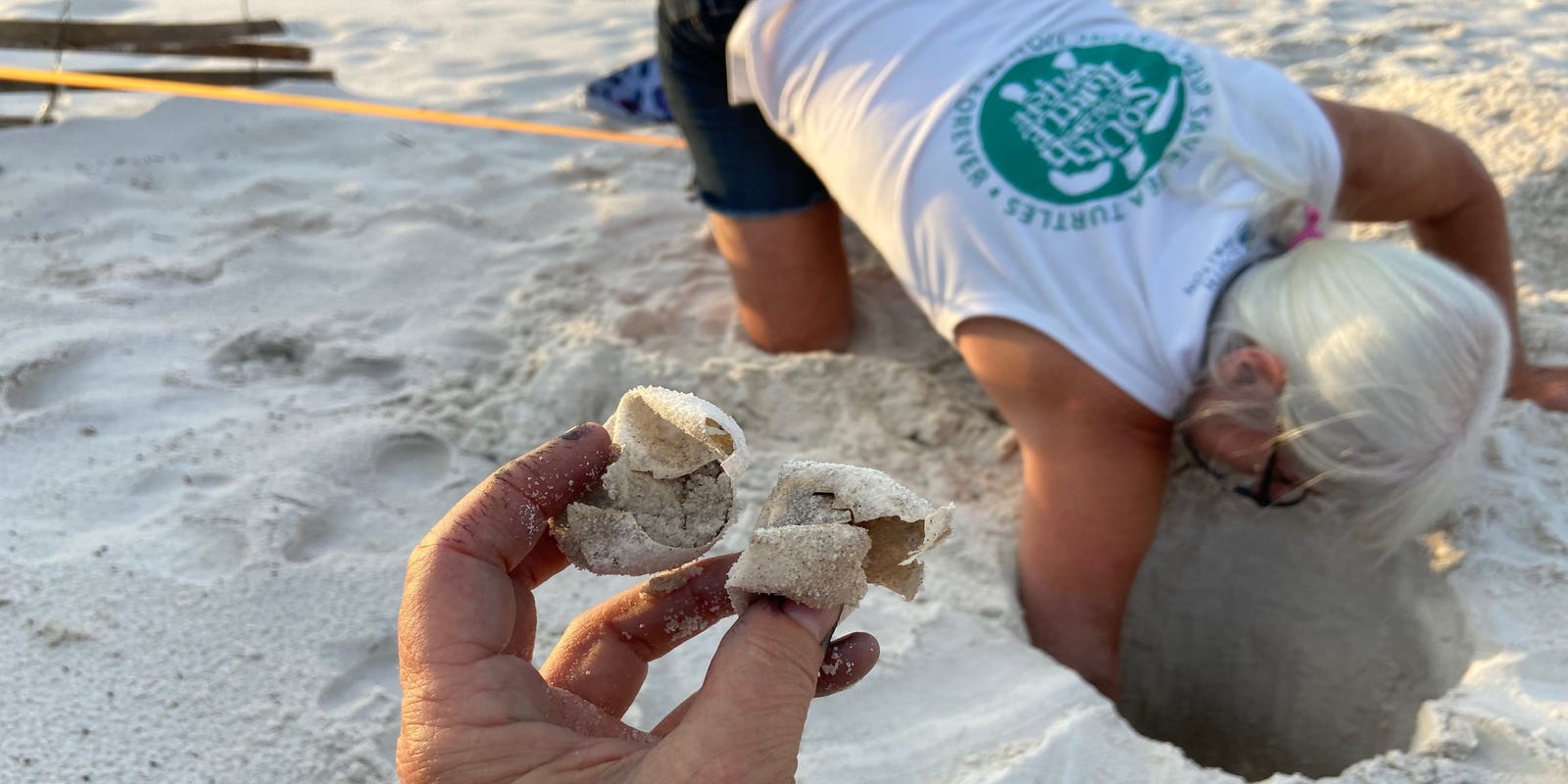 South Walton Turtle Watch to have fewer volunteers this nesting season, using ATVs instead South Walton Turtle Watch to have fewer volunteers this nesting season, using ATVs instead