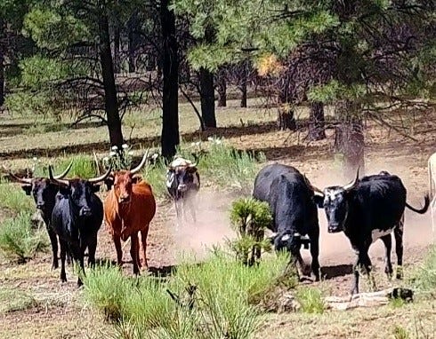 Federal Wildlife Service agents will reportedly shoot estray or unbranded cattle on the Gila National Forest via helicopter flyover Feb. 8-10, 2022, an action objected to by the New Mexico Cattle Growers' Association.