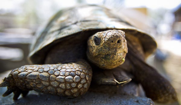 No endangered species listing for the Sonoran desert tortoise