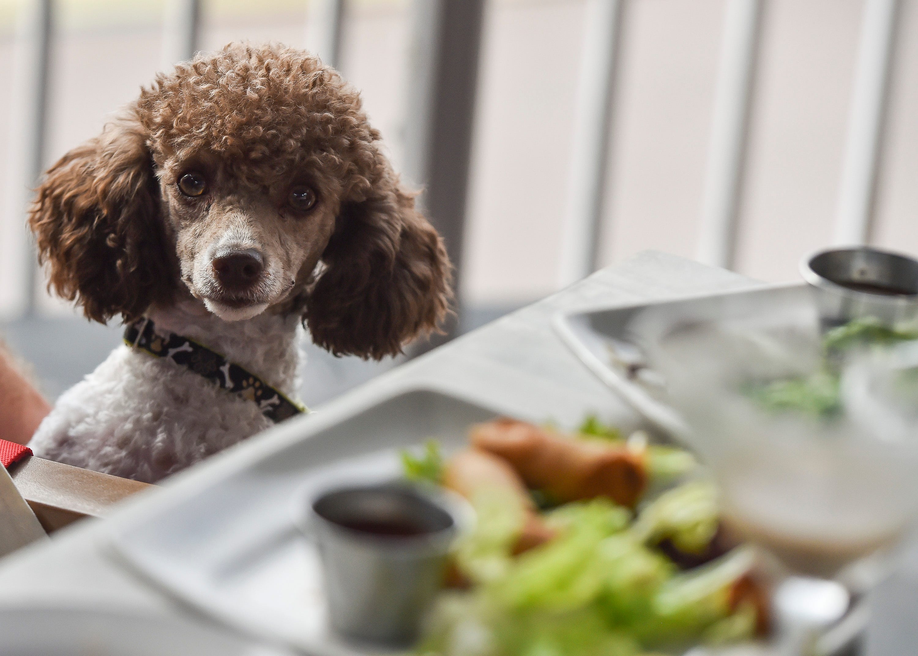 Are Dogs Allowed In Bars In Florida