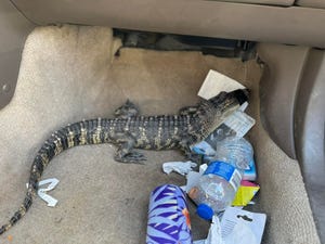 A 2-foot long American alligator was found inside of a front passenger car floor by Anderson police officers on Tuesday, Feb. 8, 2022.