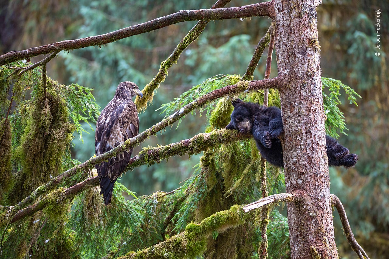 Best wildlife photos of the year: Winning pictures include lions, bear Best wildlife photos of the year: Winning pictures include lions, bear