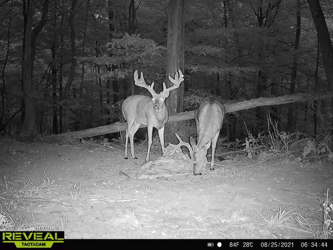 A pair of nice bucks are seen at a corn pile in this nighttime trail camera photo.