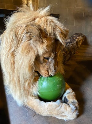 Savanna, a 19-year-old lion at Coal Valley's Niabi Zoo, was euthanized after contracting cancer.