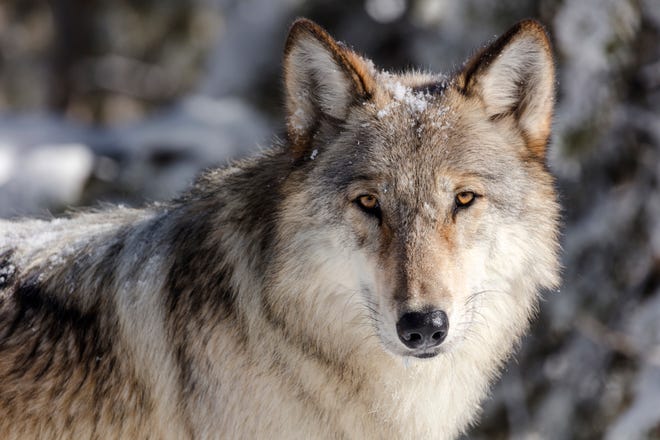 A gray wolf is pictured in Yellowstone National Park, Wyo. A judge has ordered federal protections for gray wolves across much of the U.S. after they were removed in the waning days of the Trump administration. The ruling does not impact wolves in the northern Rocky Mountains of Idaho, Montana and Wyoming and several adjacent states.