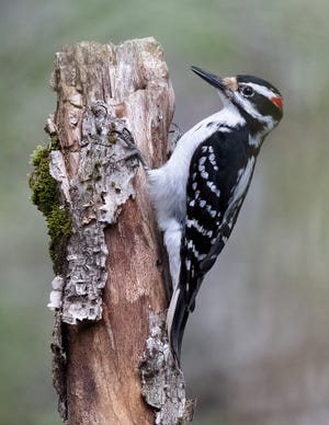 The hairy woodpecker drums faster than the fastest human drummer.