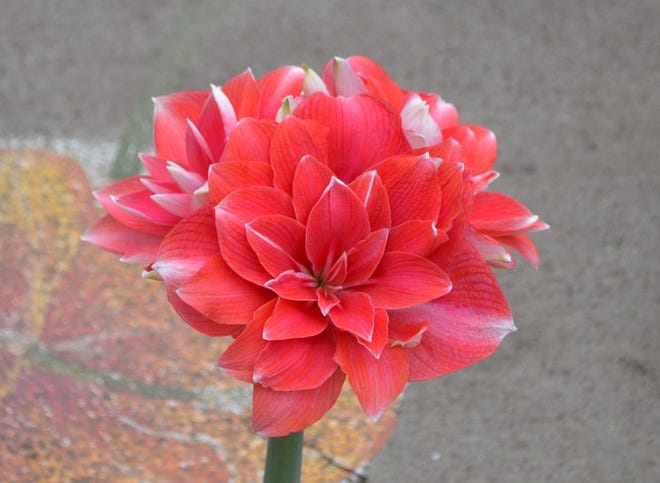 Some special care is needed to get your amaryllis plant to rebloom.