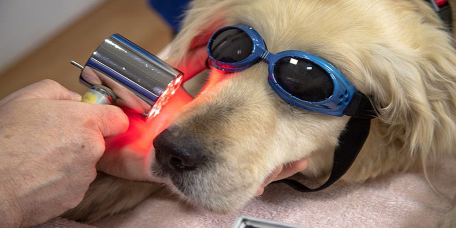 Consider laser treatment to relieve your pet of pain, heal injuries | Pet Peeves
