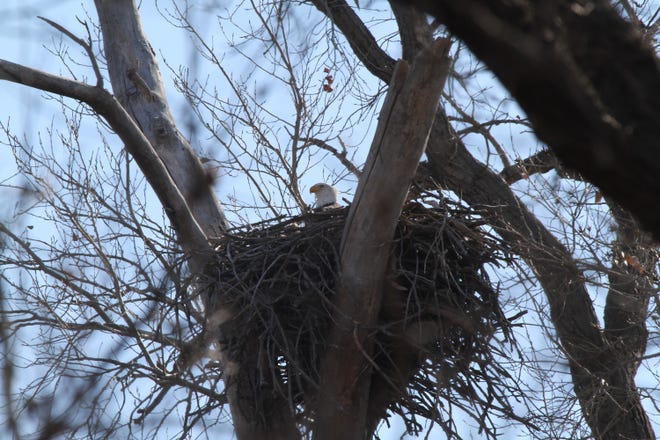 A bald eagle is seen in a nest at Salt Plains National Wildlife Refuge.