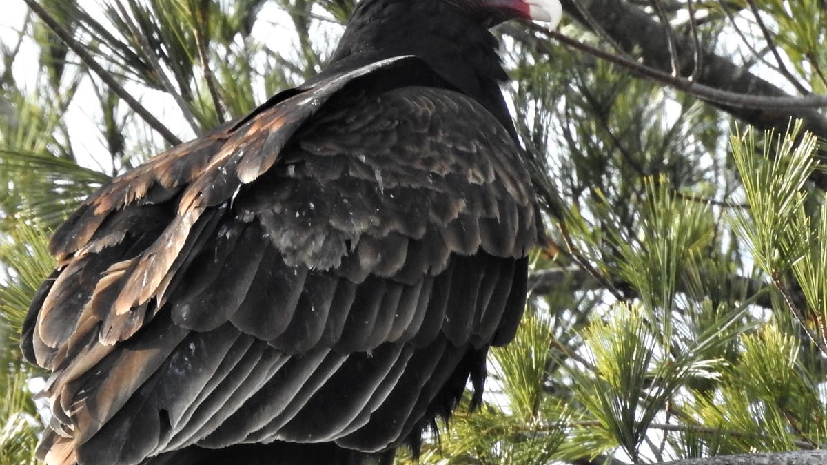 Nature News: Ominous-looking turkey vultures can't hurt a thing
