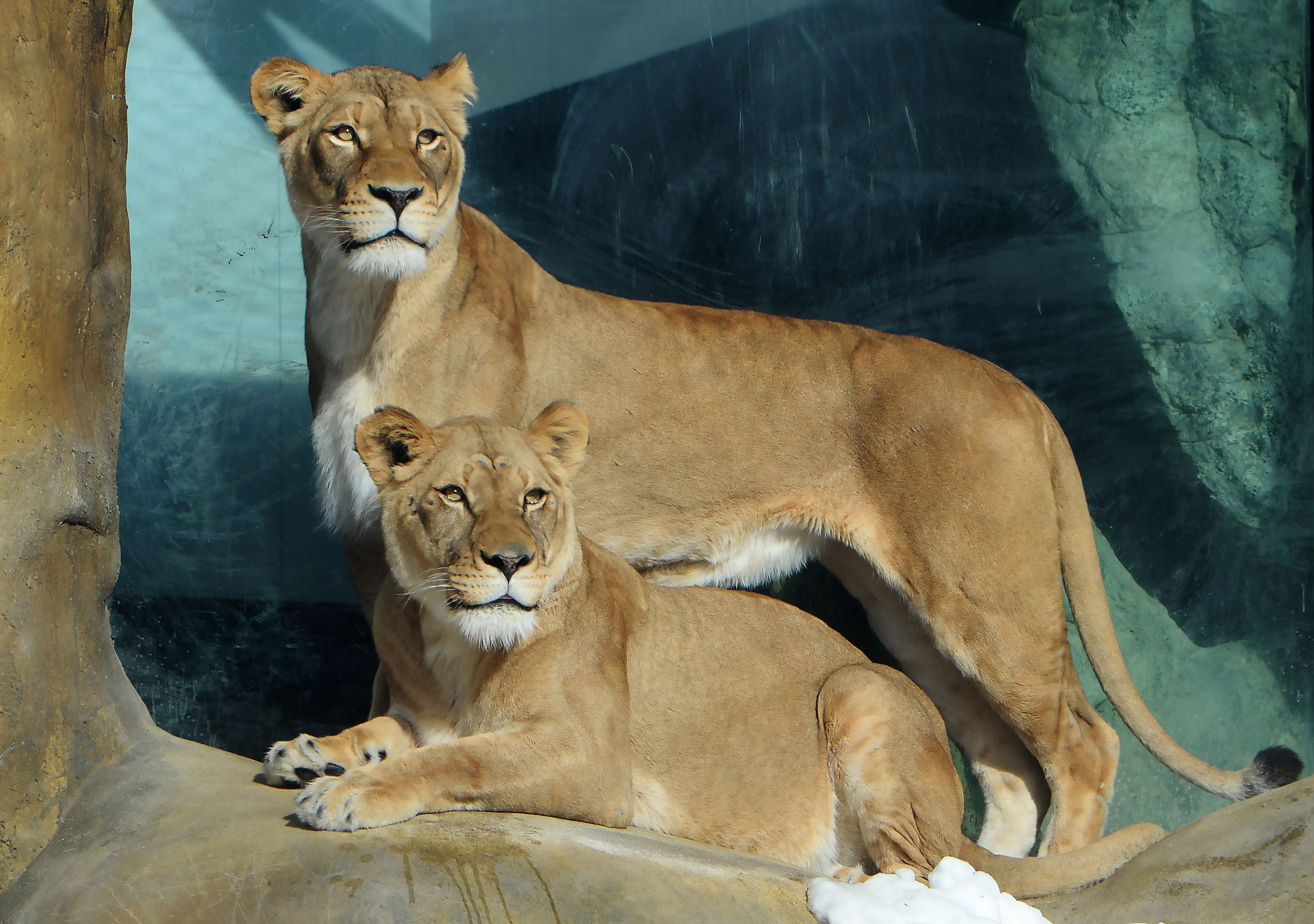 Erie Zoo is ready to back guests with new events, exhibits on