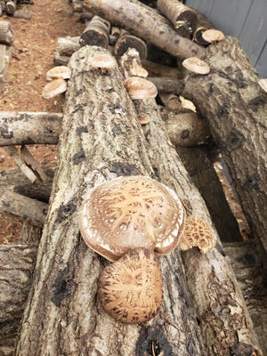 Ingrid Daudert grows mushrooms on logs on Misty Dawn Farms in Janesville, Wisc.