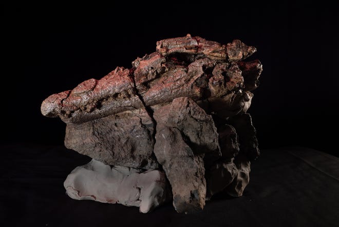 Un fossile di 95 milioni di anni di un primo antenato comune del coccodrillo e del coccodrillo.