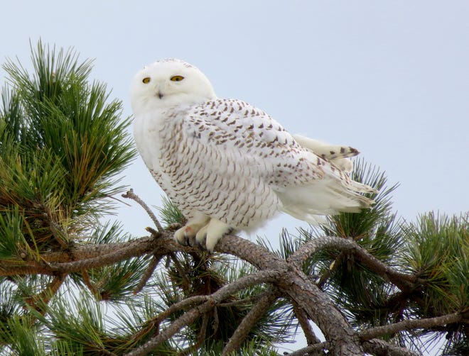 A snowy owl perches in a tree in early February at Sachuest Point National Wildlife Refuge in Middletown, Rhode Island, where a pair of the eye-catching birds have taken up residence for most of the winter.