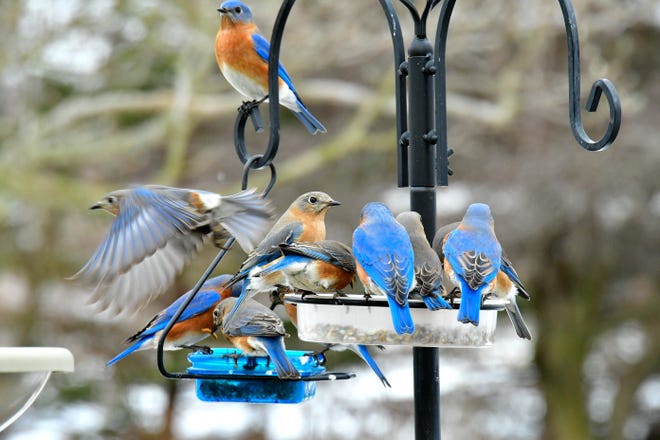 While a female eastern bluebird (left) takes flight, a mixed company of males and females fill up on dried mealworms.