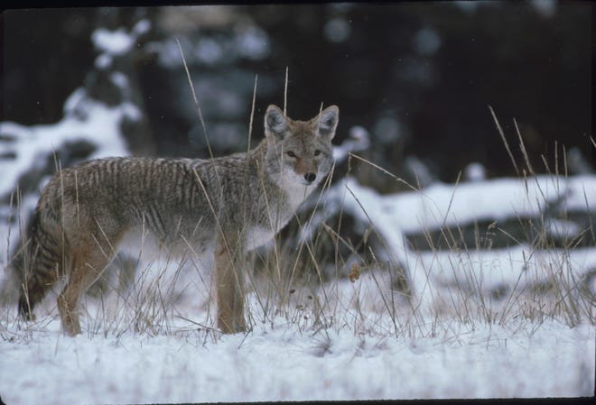 Coyotes like this one are most commonly seen in Iowa from January into March, which is their breeding season.