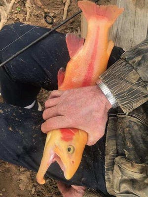 A photo of a mysterious fisherman with a golden trout sent to Abbey by a wrong number