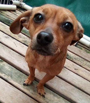 Willow, an adult female dachshund mix, is available for adoption from SAFE Pet Rescue of Northeast Florida, 6101 A1A South in St. Augustine. Vaccinations and heartworm tests are up to date. Call 904-325-0196. 