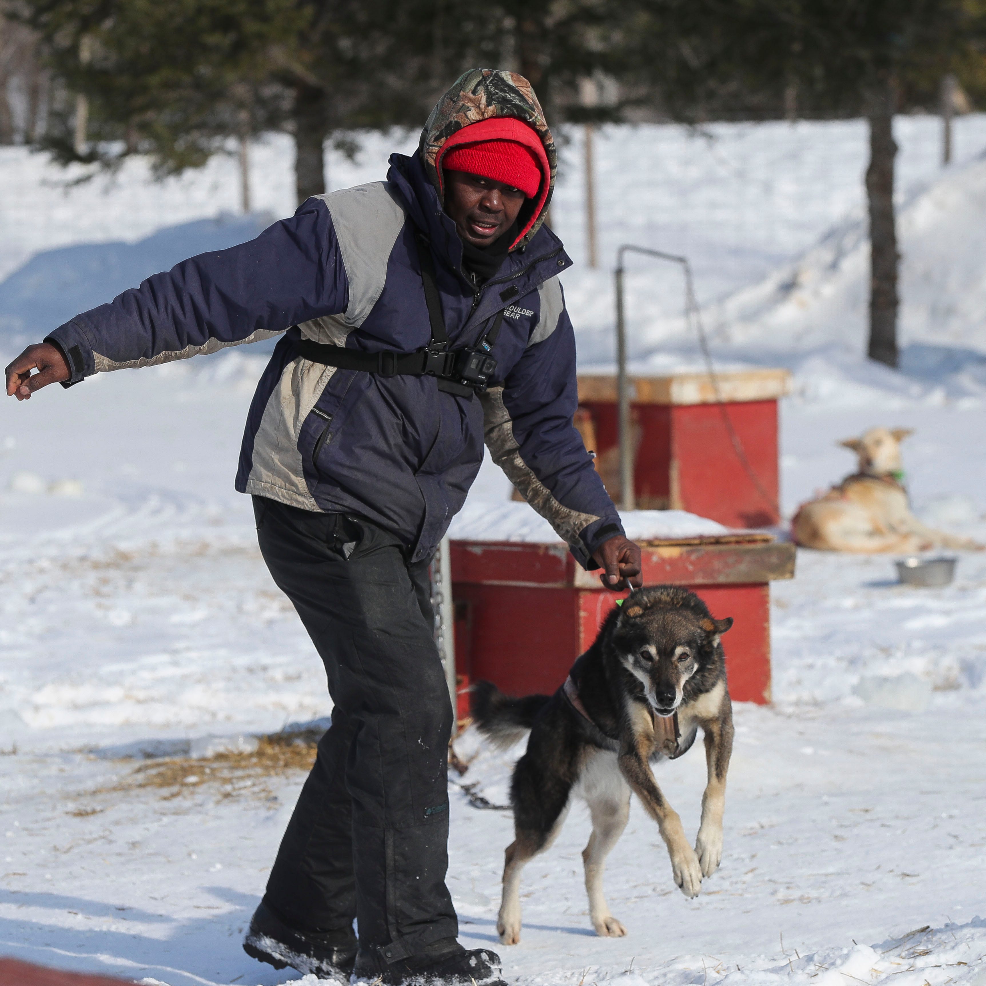 Newton Marshall grabs a sled dog for a training run in January at his home near Lily. Marshall, who is a native of Jamaica, started racing dog sleds in 2005 and has been living and training in Wisconsin since 2019.