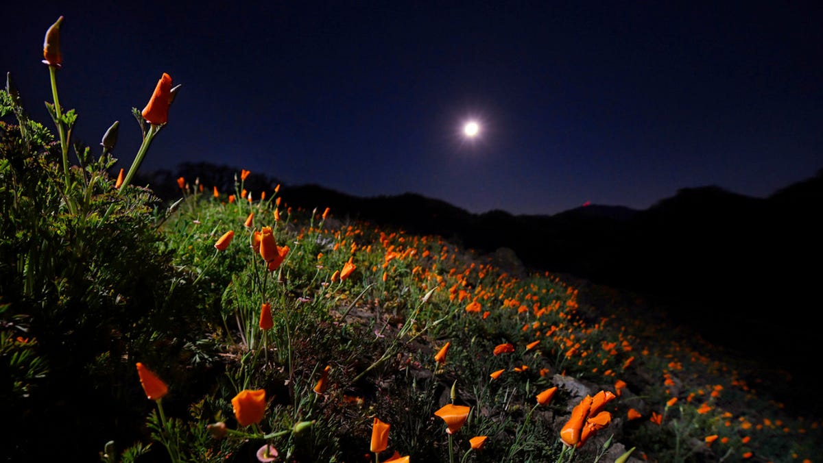 A field of California golden poppies are illuminated by the almost full snow moon at Shell Ridge Open Space in Walnut Creek, Calif., on Tuesday, Feb. 15, 2022.
