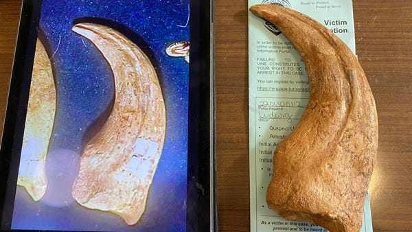 Thief snatches $25,000 dino claw
