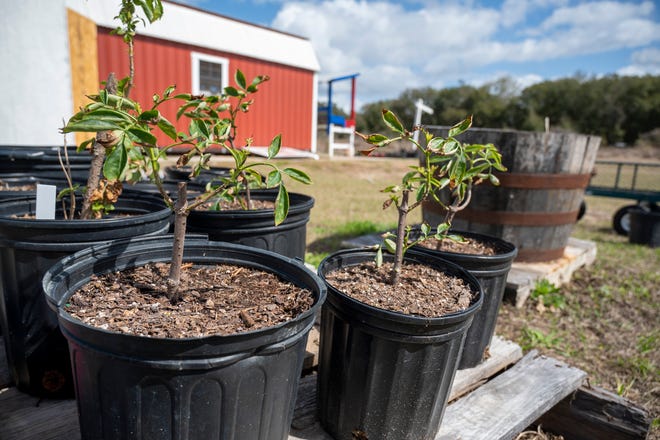 Warriors to Farmers sponsors veterans with PTSD to work in horticulture therapy at St. Johns Hops in Umatilla.