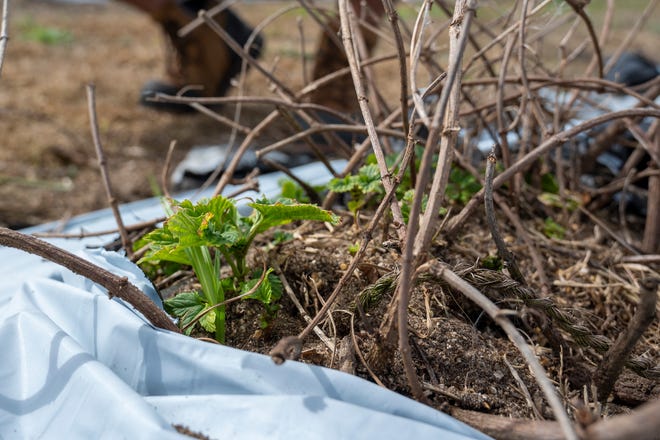 New hops sprouts are coming up at St. Johns Hops in Umatilla.