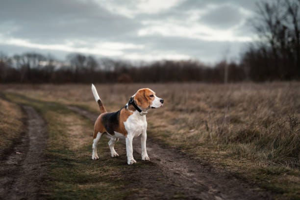 beagle off leash