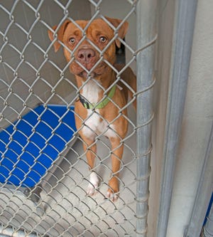 Santa Rosa shelter, at entire capacity, requirements the general public to undertake pet dogs Santa Rosa shelter, at entire capacity, requirements the general public to undertake pet dogs
