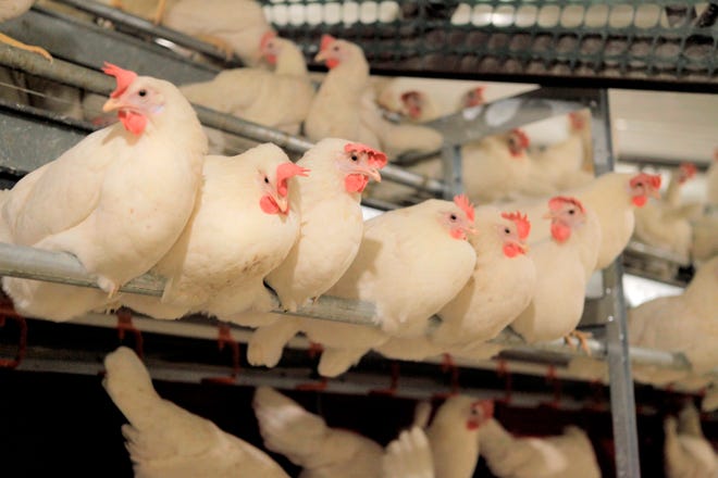 This 2017 photo shows cage-free chickens on a Versova farm in Iowa. The nation's egg producers are in the midst of a multi-billion-dollar shift to cage-free eggs that is dramatically changing the lives of millions of hens in response to new laws and demands from restaurant chains.