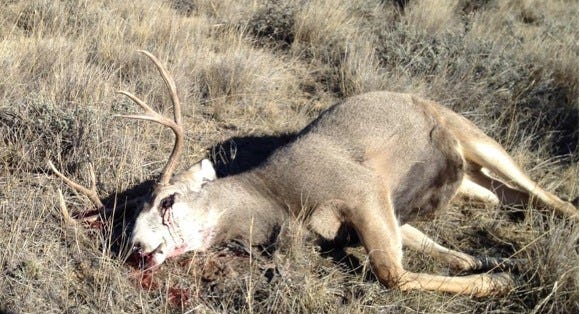Several local men have agreed to paying hefty fines after reaching a plea deal on poaching charges with the state of Montana after a lengthy investigation.