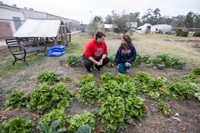 Los estudiantes de Bozeman High School, Garrett Jensen y Riley Sitkiewitz, verifican el progreso del cultivo de vegetales en el campus de la escuela.  El programa agrícola de la escuela ofrece a los estudiantes una oportunidad única de experimentar la vida en una granja.