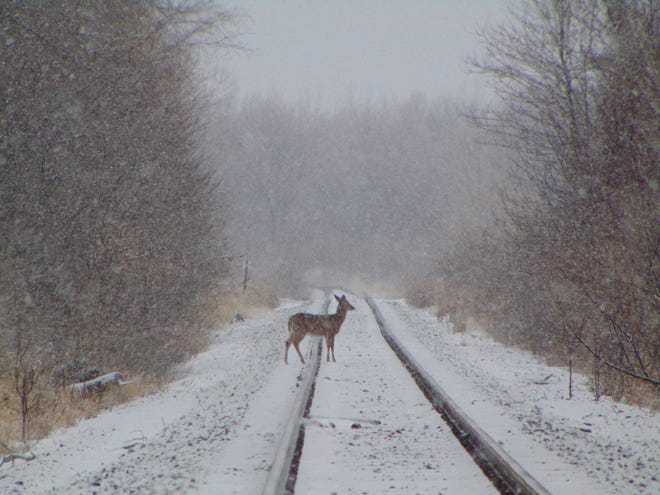 A deer crosses a set of railroad tracks during a heavy snow storm.