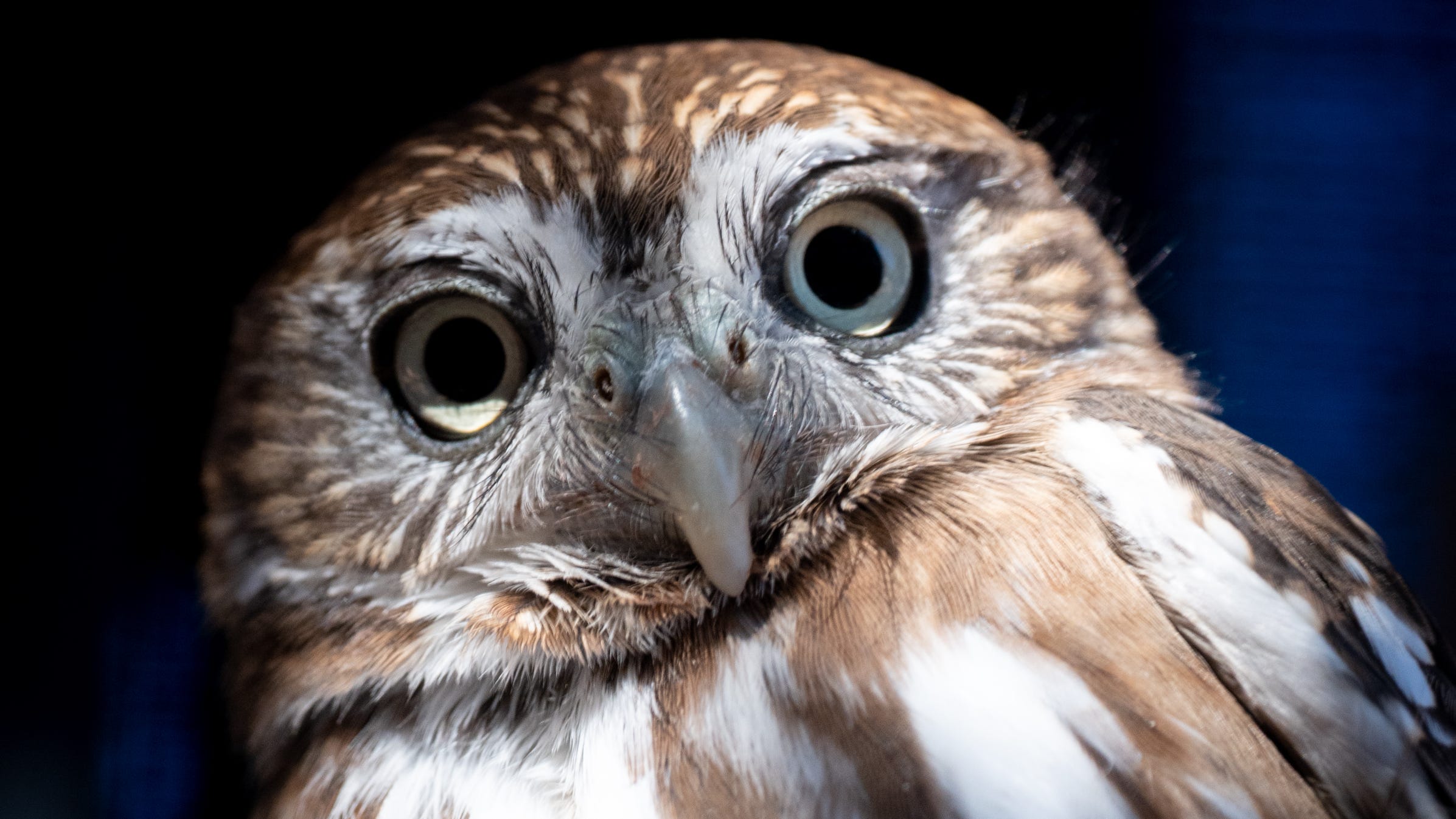 Feds consider restoring protection to Arizona pygmy owl
