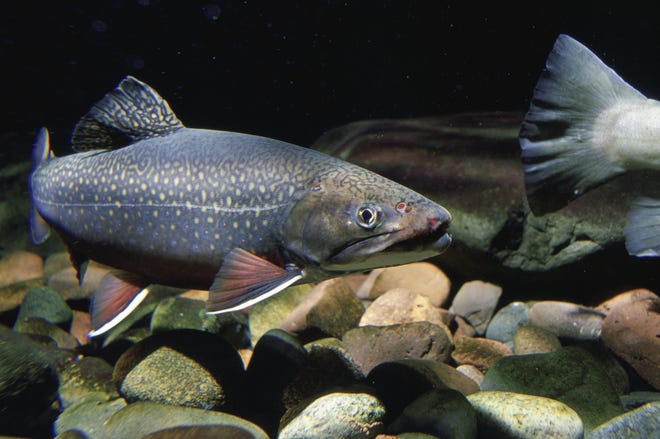 There is now only one site in Ohio where the genetically distinct Ohio brook trout can be found.
