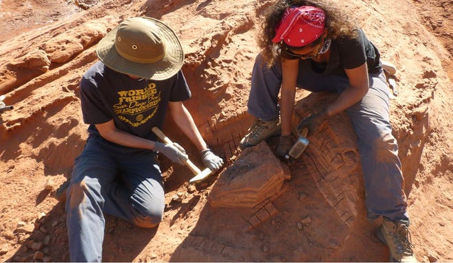 Le fossile de dinosaure « sans bras » féroce en Argentine est-il une nouvelle espèce ?