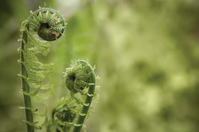 Named for its resemblance to the head of a violin, the fiddlehead is described as tasting like a cross between asparagus, green bean and broccoli.