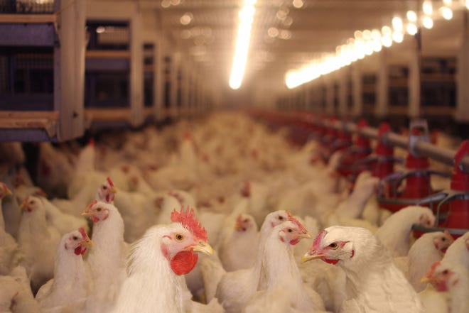 The Humane League's Better Chicken Commitment campaign calls for improved animal welfare.