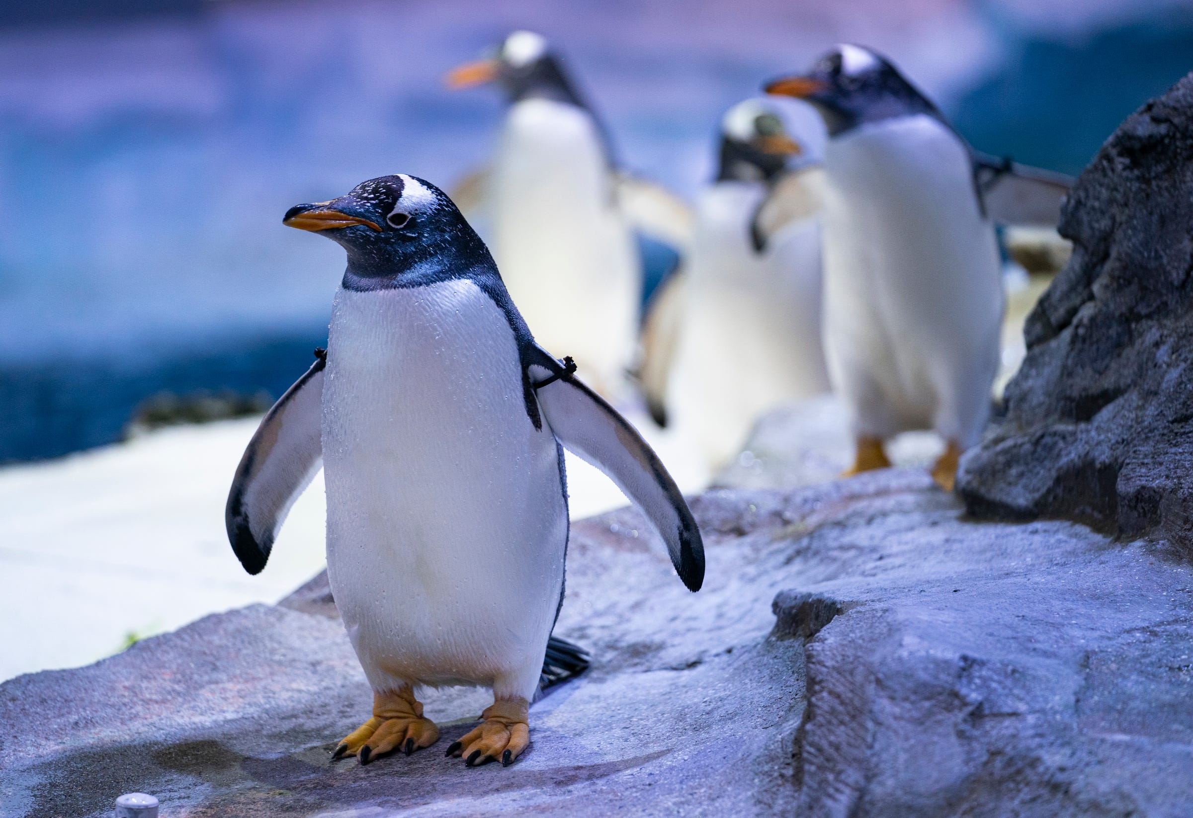 Detroit Zoo penguin exhibit upgrades: Snow machine, more viewing
