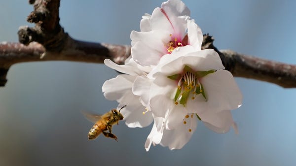 A bee approaches an almond blossom in an orchard n