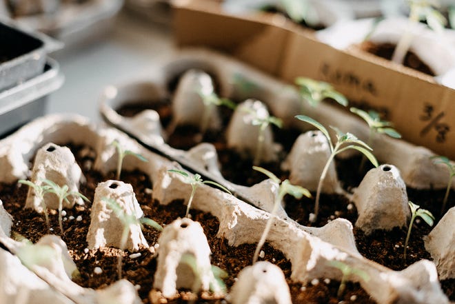 Various types of seedlings sprouting after planting from seed packets indoors. Reusing old yogurt cups and egg cartons to reduce waste. Cardboard boxes are cut to size and labeled with markers. Seedlings are sitting in the window for proper sunlight.