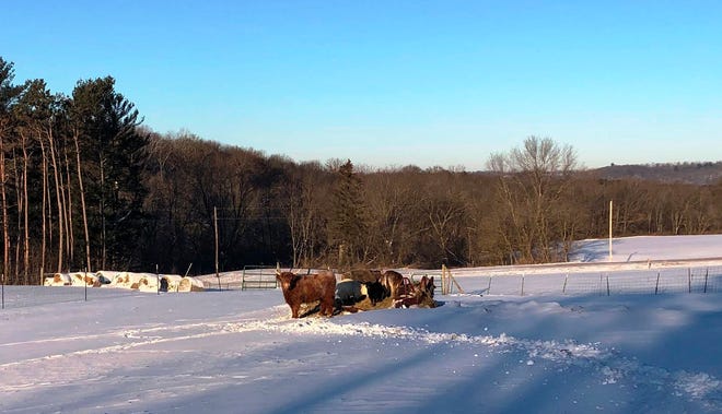 Chris Hardie’s barnyard animals gather at the feeder on a morning when the temperatures were minus 20.