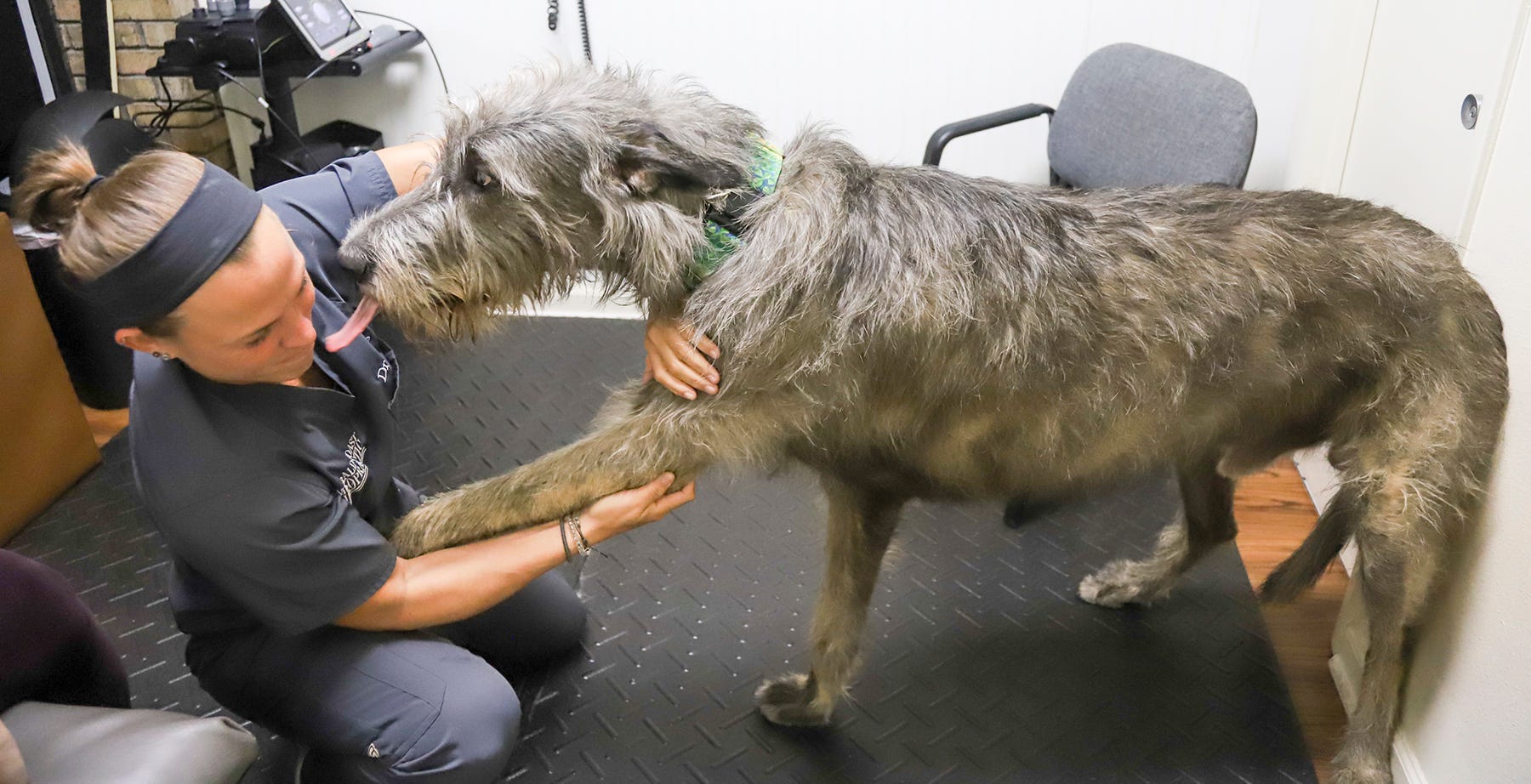 Jess Whidden the ‘Animal Cracker’ offers chiropractic care for animals, people