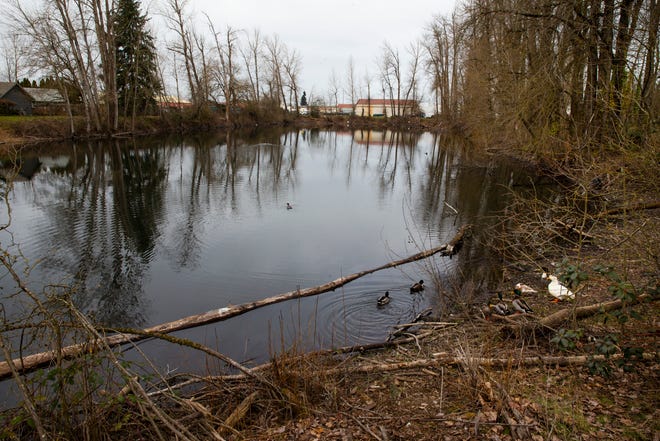 Ponds on a property off Jessen Drive in Eugene are being incorporated into plans for future apartment complexes, but whether they will remain publicly accessible is not clear.