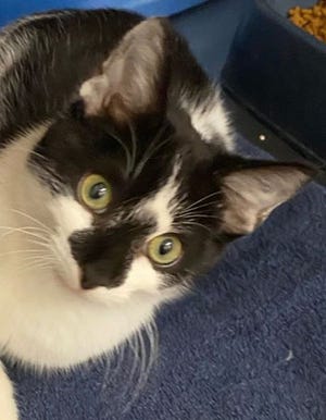 Gatsby, a young male domestic short hair, is available for adoption from SAFE Pet Rescue of Northeast Florida, 6101 A1A South in St. Augustine. Vaccinations are up to date and all cats are FELV/FIV negative. Call 904-325-0196. 