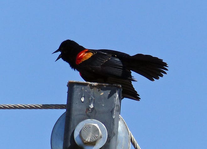 A male red-winged blackbird proclaims its presence.