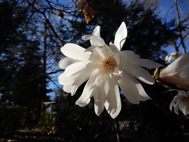 Star magnolia is an earlier bloomer and is a species that is native to Japan, and which is widely grown in cultivation.