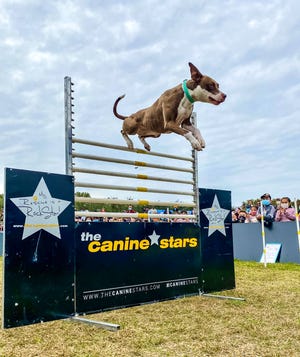 COTA Race llega a la ciudad para un circo de perros voladores, carreras de cerdos y otros entretenimientos fuera de pista para NASCAR durante el fin de semana.