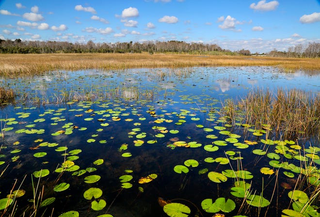 The Everglades still exists at Grassy Waters Preserve Wednesday, January 21, 2015.  (Lannis Waters / The Palm Beach Post)