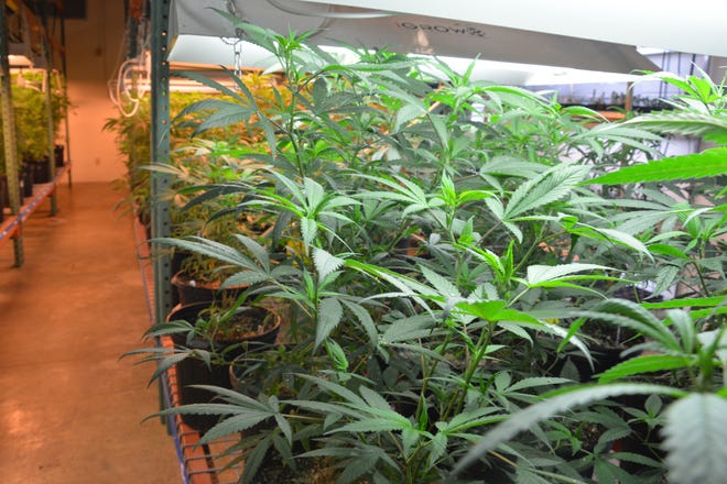 Marijuana plants grown at the National Center for Natural Products Research at the University of Mississippi through the National Institute on Drug Abuse Drug Supply Program.